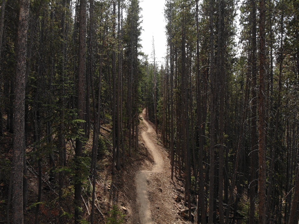 Cougar Ridge Trail